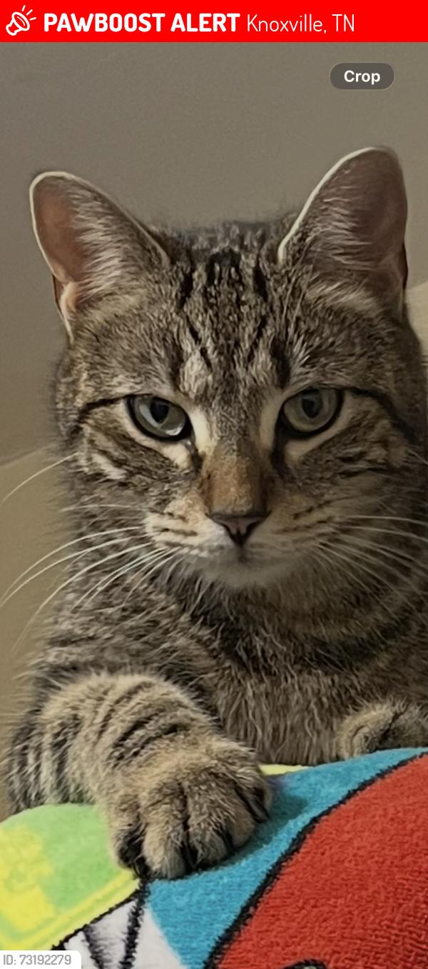 Lost Female Cat last seen Inskip Road, Knoxville, TN 37912