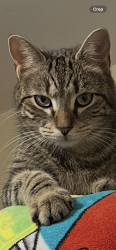 Lost Female Cat last seen Inskip Road, Knoxville, TN 37912