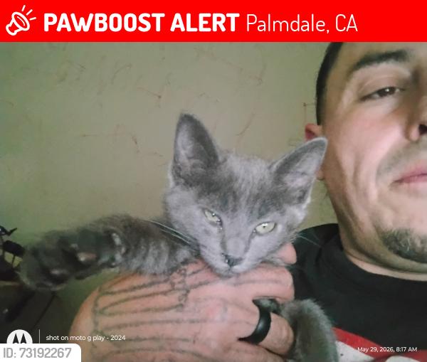 Lost Female Cat last seen 47th ave S East palmdale, Palmdale, CA 93552