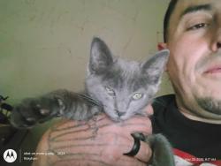 Lost Female Cat last seen 47th ave S East palmdale, Palmdale, CA 93552