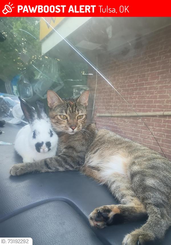 Lost Female Cat last seen Promanode mall, Tulsa, OK 74135