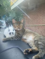 Lost Female Cat last seen Promanode mall, Tulsa, OK 74135