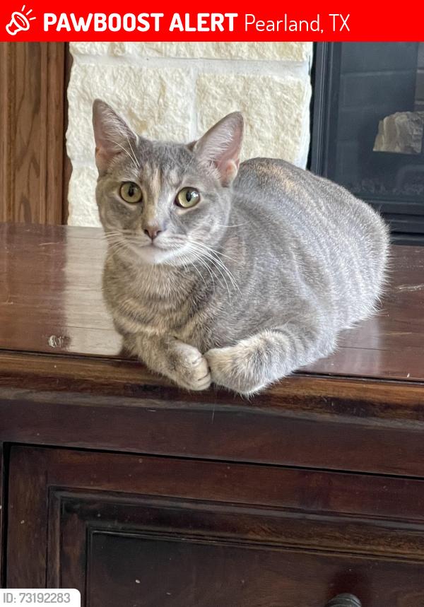 Lost Female Cat last seen Cullen and Fite, Pearland, TX 77584