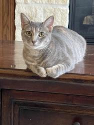 Lost Female Cat last seen Cullen and Fite, Pearland, TX 77584