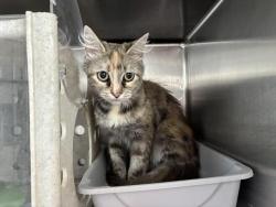 Shelter Stray Female Cat last seen Near BLOCK W 1ST ST, 227 N D St, Perris, CA 92570, USA