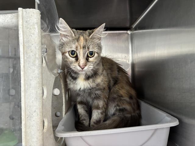 Shelter Stray Female Cat last seen Near BLOCK W 1ST ST, 227 N D St, Perris, CA 92570, USA