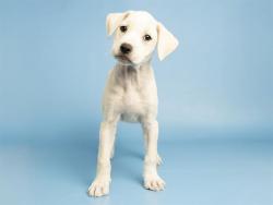 Shelter Stray Male Dog last seen , 5501 E Van Buren St, Phoenix, AZ 85008, USA
