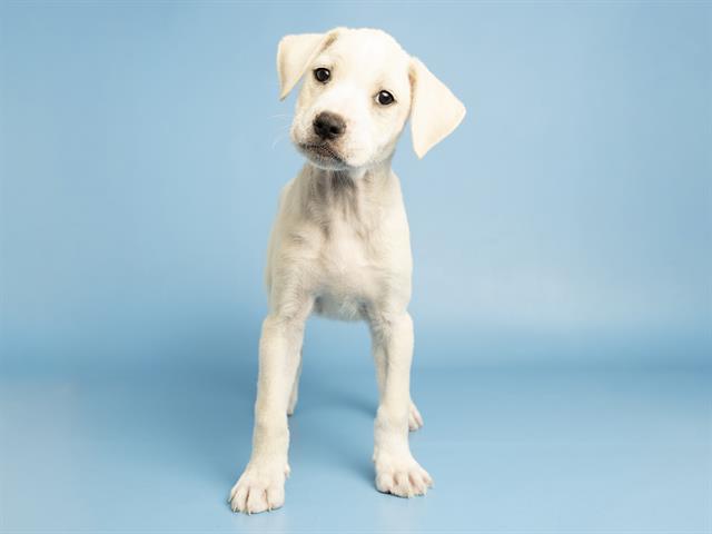 Shelter Stray Male Dog last seen , 5501 E Van Buren St, Phoenix, AZ 85008, USA