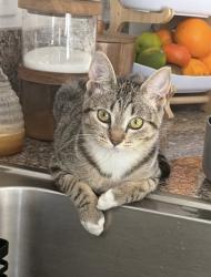 Lost Female Cat last seen Merced ave and beach blvd, La Habra, CA 90631