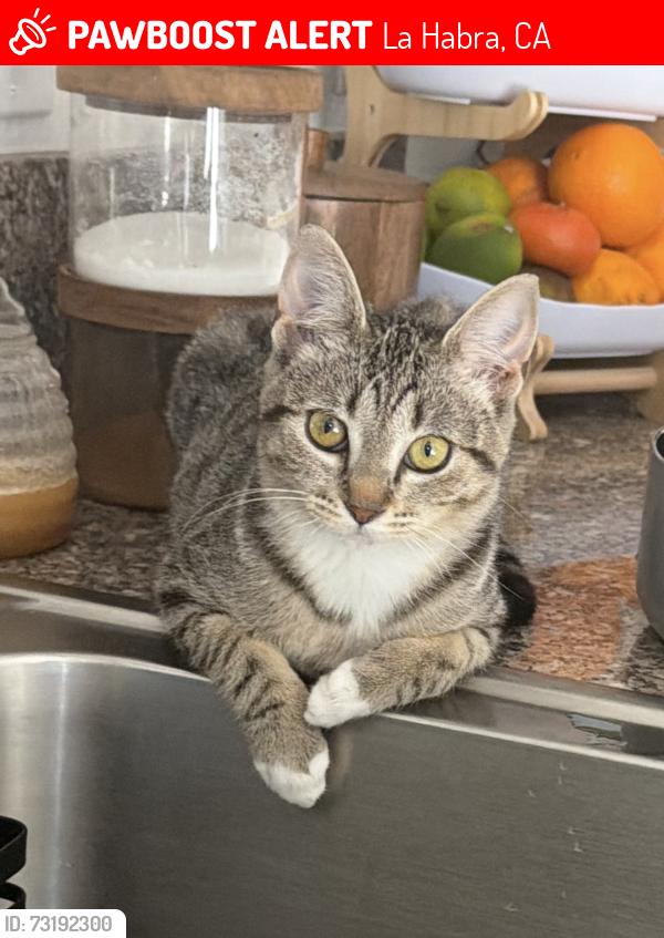 Lost Female Cat last seen Merced ave and beach blvd, La Habra, CA 90631