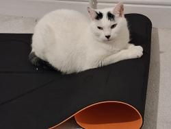 Reunited Female Cat last seen Unthank Road, Norfolk, England NR2 3LD