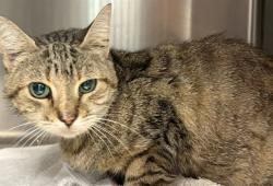 Shelter Stray Female Cat last seen PARKWOOD ST GROVELAND, 12280 County Rd 448, Tavares, FL 32778, USA
