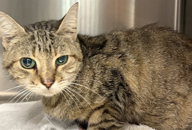 Shelter Stray Female Cat last seen PARKWOOD ST GROVELAND, 12280 County Rd 448, Tavares, FL 32778, USA