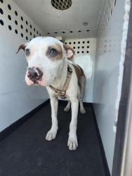 Shelter Stray Male Dog last seen MING AVE / STINE RD,BAKERSFIELD,CA, 201 S Mt Vernon Ave, Bakersfield, CA 93307, USA