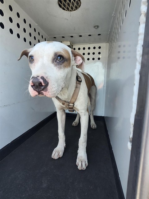 Shelter Stray Male Dog last seen MING AVE / STINE RD,BAKERSFIELD,CA, 201 S Mt Vernon Ave, Bakersfield, CA 93307, USA