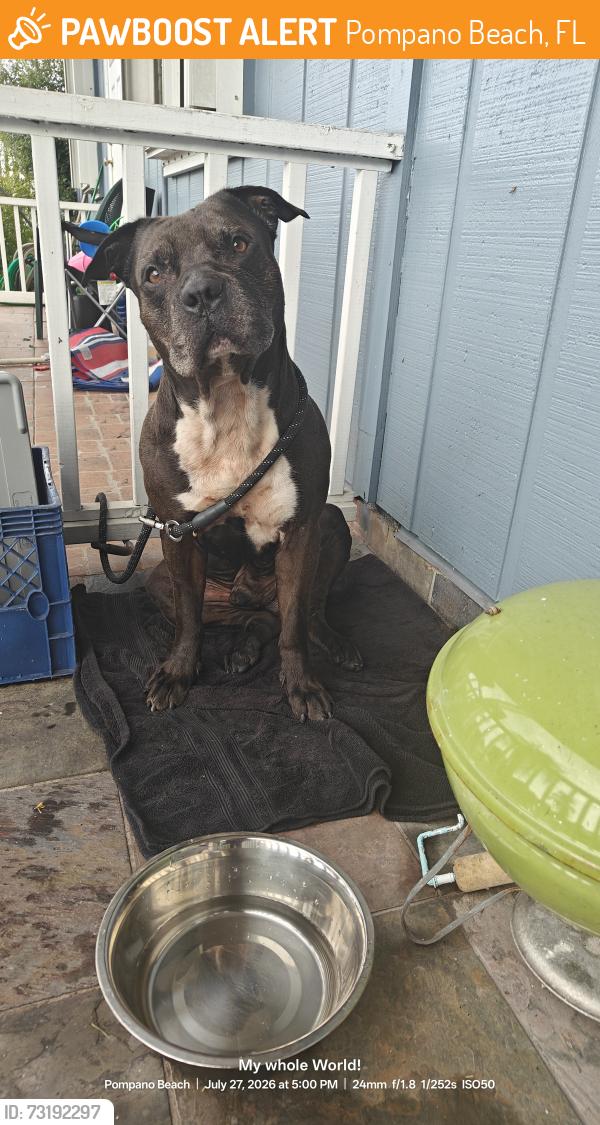 Found/Stray Male Dog last seen WOOD SETTER NORTH, Pompano Beach, FL 33064