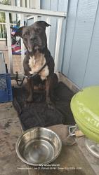 Found/Stray Male Dog last seen WOOD SETTER NORTH, Pompano Beach, FL 33064