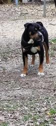 Reunited Male Dog last seen Ridge Rd., Antioch Rd, New Bern, NC 28560