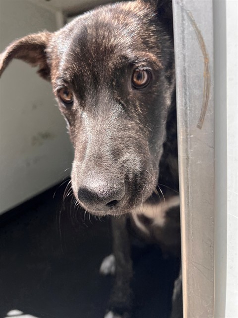 Shelter Stray Male Dog last seen Near BLK OF MAYBROOK AV,BAKERSFIELD CA, 201 S Mt Vernon Ave, Bakersfield, CA 93307, USA