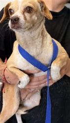 Shelter Stray Female Dog last seen MONTERRA/OAKWOOD, 333 Chandler Pl, San Bernardino, CA 92408, USA