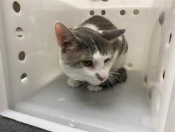 Shelter Stray Male Cat last seen Near BLOCK S 58TH ST, 3839 W Burnham St, West Milwaukee, WI 53215, USA