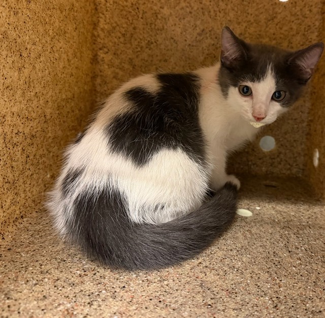 Shelter Stray Male Cat last seen , 4275 Elton St, Baldwin Park, CA 91706, USA