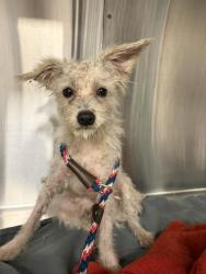 Shelter Stray Male Dog last seen Near, 2600 S Harding St, Indianapolis, IN 46221, USA