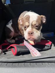 Found/Stray Female Dog last seen 48th and Orchard, Tacoma, WA 98409