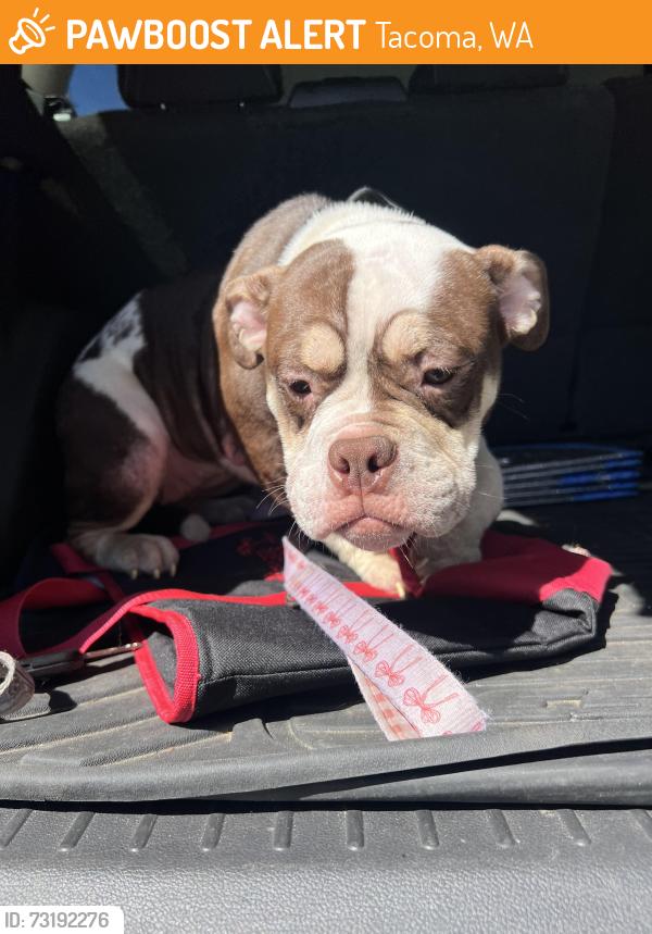 Found/Stray Female Dog last seen 48th and Orchard, Tacoma, WA 98409