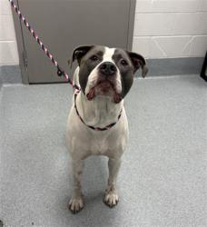 Shelter Stray Male Dog last seen Near, 2600 S Harding St, Indianapolis, IN 46221, USA