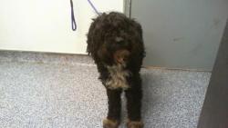 Shelter Stray Male Dog last seen CHARLOTTE, 8315 Byrum Dr, Charlotte, NC 28217, USA