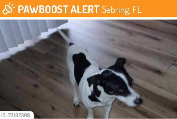 Surrendered Male Dog last seen Whistlestop, Sebring, FL 33870