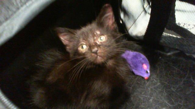 Shelter Stray Female Cat last seen CHARLOTTE, 8315 Byrum Dr, Charlotte, NC 28217, USA