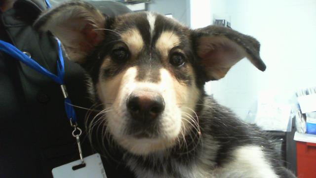 Shelter Stray Female Dog last seen CHARLOTTE, 8315 Byrum Dr, Charlotte, NC 28217, USA
