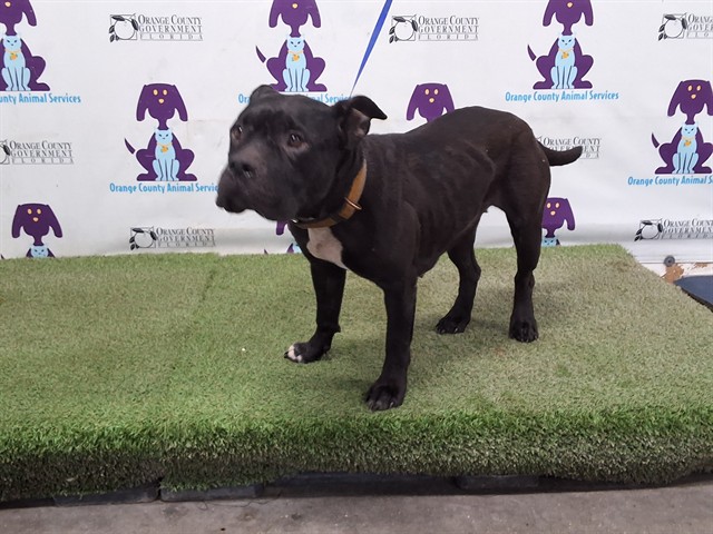 Shelter Stray Female Dog last seen , 2769 Conroy Rd, Orlando, FL 32839, USA