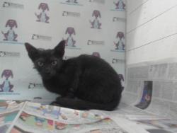 Shelter Stray Female Cat last seen , 2769 Conroy Rd, Orlando, FL 32839, USA