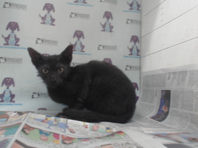 Shelter Stray Female Cat last seen , 2769 Conroy Rd, Orlando, FL 32839, USA