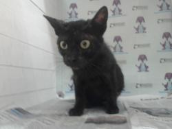 Shelter Stray Female Cat last seen , 2769 Conroy Rd, Orlando, FL 32839, USA