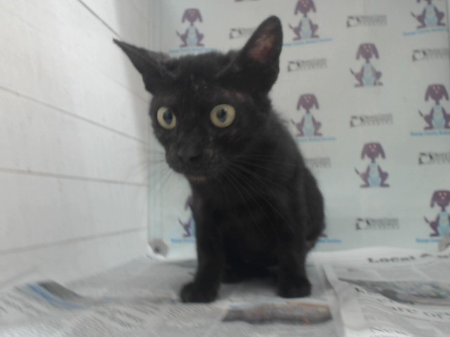 Shelter Stray Female Cat last seen , 2769 Conroy Rd, Orlando, FL 32839, USA