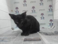 Shelter Stray Female Cat last seen , 2769 Conroy Rd, Orlando, FL 32839, USA