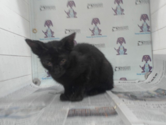 Shelter Stray Female Cat last seen , 2769 Conroy Rd, Orlando, FL 32839, USA
