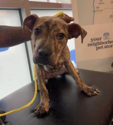 Shelter Stray Female Dog last seen Near BLOCK INDIAN TRAIL, 3528 Newburg Rd, Louisville, KY 40218, USA