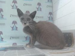 Shelter Stray Male Cat last seen , 2769 Conroy Rd, Orlando, FL 32839, USA