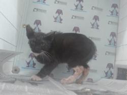 Shelter Stray Male Cat last seen , 2769 Conroy Rd, Orlando, FL 32839, USA