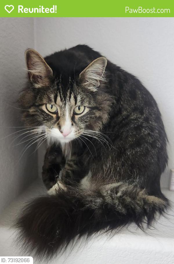 Reunited Male Cat last seen Blue Oaks Blvd and New Meadow drive area, Roseville, CA 95747