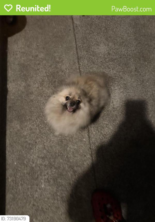 Reunited Female Dog last seen Story and jackson, San Jose, CA 95116