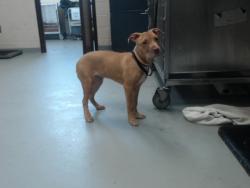 Shelter Stray Male Dog last seen Near BLOCK VESPER LN, FAYETTEVILLE NC 28311, 4704 Corporation Dr, Fayetteville, NC 28306, USA