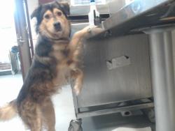 Shelter Stray Male Dog last seen Near BLOCK STEWART RD, WADE NC 28395, 4704 Corporation Dr, Fayetteville, NC 28306, USA