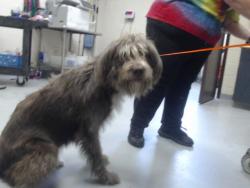 Shelter Stray Male Dog last seen Near ROCK CANYON DR, FAYETTEVILLE NC 28303, 4704 Corporation Dr, Fayetteville, NC 28306, USA