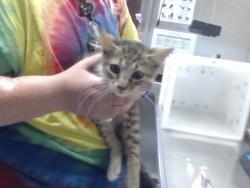 Shelter Stray Male Cat last seen Near BROOKLYN CIR, HOPE MILLS NC 28348, 4704 Corporation Dr, Fayetteville, NC 28306, USA